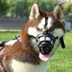 thumbnail image 2 of Strong Durable Pet Muzzle for Medium Large Dogs Reflective Big Dog Basket Mask Stop Biting Barking Alaskan Greyhound Supplies, 2 of 5