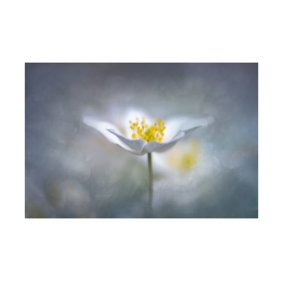 Trademark Fine Art Ludwig Riml Dreamy Canvas Wall Art