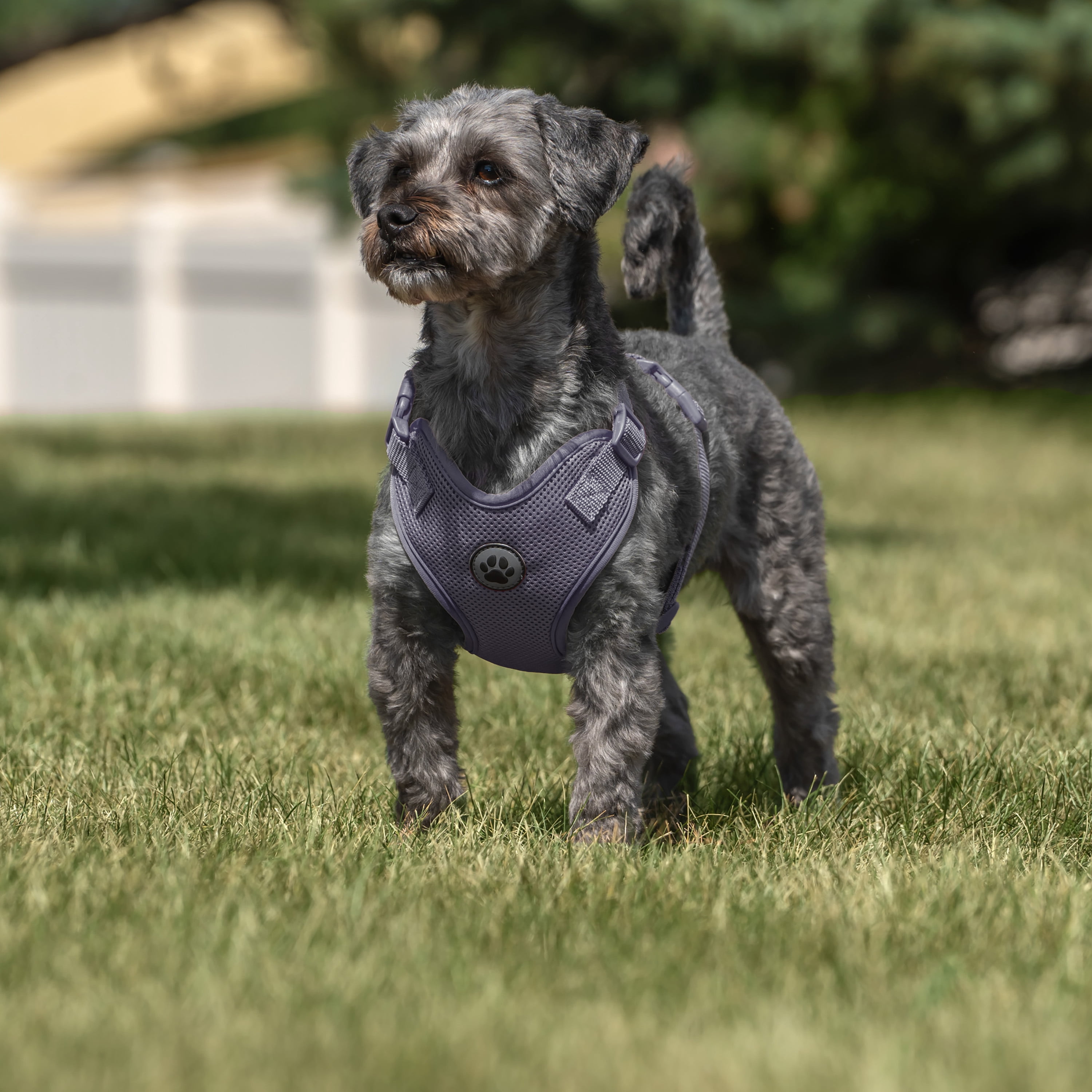 Vibrant Life Polyester Mesh Adjustable and Reflective Dog Walking Harness, Gray, S