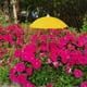 thumbnail image 5 of pstuiky Sombrilla para plantas, sombrilla de jardín, práctica, de fácil instalación, versátil, protección de sombra para plantas, para exteriores e interiores, para patios y terrazas., 5 of 5