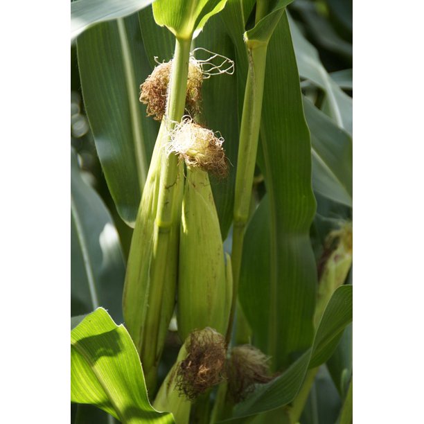 Corn Plant Fodder Maize Corn On The Cob Corn Plant12 Inch Corn Plant Fodder Maize Corn On The Cob Corn Plant12 Inch