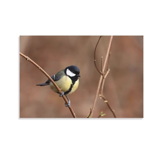 Great Tit Cute Bird Animal Canvas Poster Wall Art Picture Prints Hanging Photo Gift Decor Home Posters Artworks 24x36inch(60x90cm)