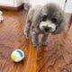 thumbnail image 5 of Bola pequeña masticable Rugby suave chirriante perro juguete de agua suministros para mascotas (pequeño volleyb Tmvgtek Para estrenar, 5 of 8