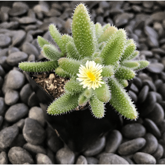 Delosperma Echinatum - Pickle Plant Succulent Plant 2 Inch for Indoor Outdoor Home Office Garden Decor