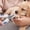 Blue #251, variant on Pet Nail Clippers for Dogs and Cats - Professional Large Grooming Trimmer with Safety Guard and Sharp Stainless Steel Blades for Safe At-Home Grooming,Blue - Blue