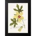 thumbnail image 2 of Unknown 17x24 Black Modern Framed Museum Art Print Titled - Nature Printed Botanicals XII, 2 of 5