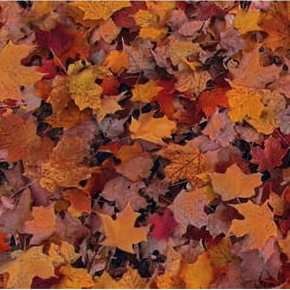 Open Air - Rust - Leaves - Qt Fabrics - 1649 28103 T 15O - 016542200822