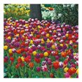 Bulbs for Fall Planting Mixed Perennial Flower Bulbs Zones 38