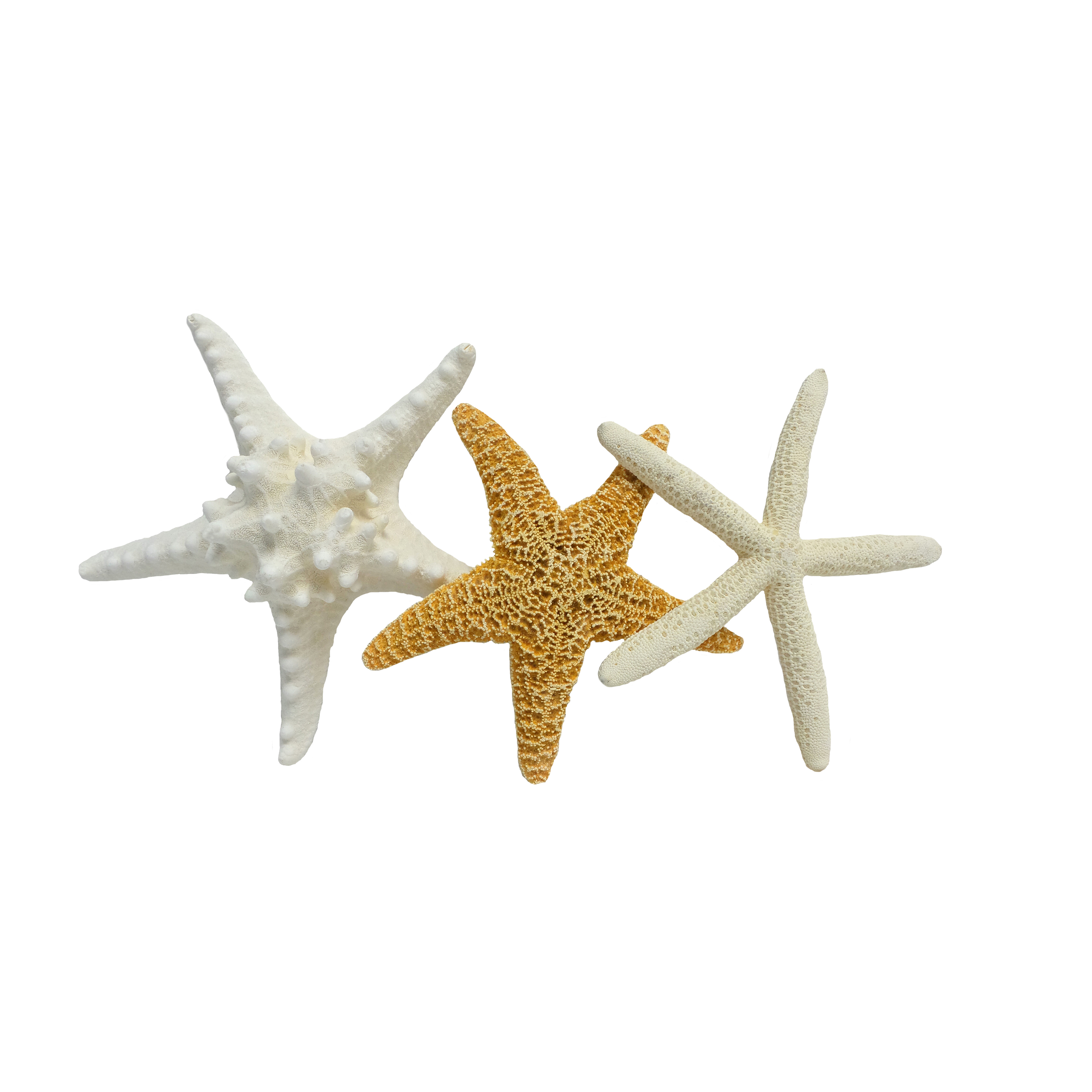 1pc Ocean Beach Starfish-Natural Colorful Seashells Starfish Wedding Decor Party Decoration Set White 
