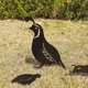 thumbnail image 4 of Outdoor Metal Garden Decor, Quail Farm Garden Art Metal Statues Decor Garden Decoration Lawn Path Sidewalk Garden - European Retro Style..., 4 of 5