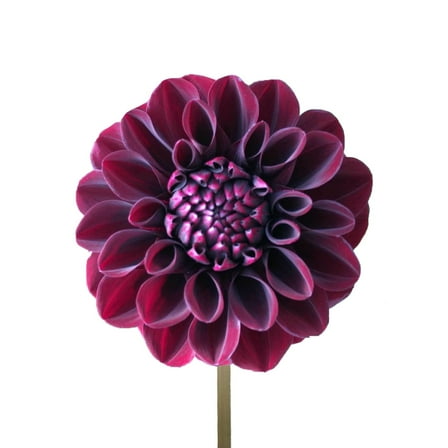 Dahlias 40 Stems of Burgundy Dark Red Farm Direct Fresh Cut Flowers by Bloomingmore