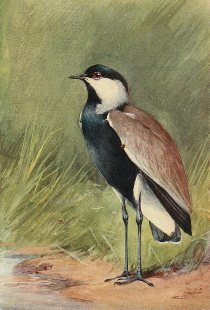 Egyptian Birds 1909