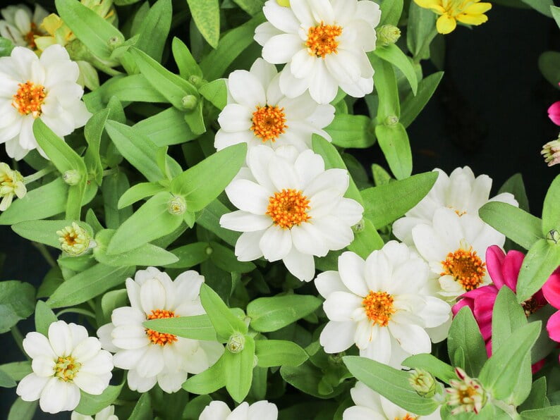 30 Seeds Crystal White Zinnia angustifolia - Open-Pollinated Flower Seeds for Planting