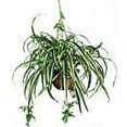 thumbnail image 2 of Nearly Natural 44in. Philodendron Hanging Basket Silk Artificial Plant, Green, 2 of 2