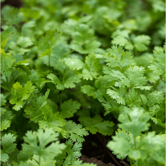 150 Seeds Slow Bolt Cilantro for Planting, Coriander Seeds for Garden, Easy to Grow