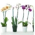 thumbnail image 5 of Palo de bambú JAMW para arreglos florales 38 cm estacas de soporte de ramas, 5 of 5