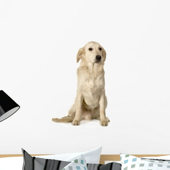 Labrador Golden Retriever Wall Decal by Wallmonkeys Peel and Stick Graphic (24 in H x 24 in W) WM243829