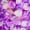 Purple and White 1.75oz, variant on 1000+ Real White Rose Petals 7.76oz (220g) Preserved Flower Petal For Wedding Girl Driedshower Bridal Party Aisle Table Scatter Decor