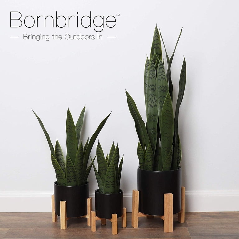 care for philodendron white knight White Knight' Philodendron  Jardineries Botanix