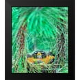 thumbnail image 2 of Fitzharris, Tim 12x13 Black Modern Framed Museum Art Print Titled - American Robin on the Nest, 2 of 5