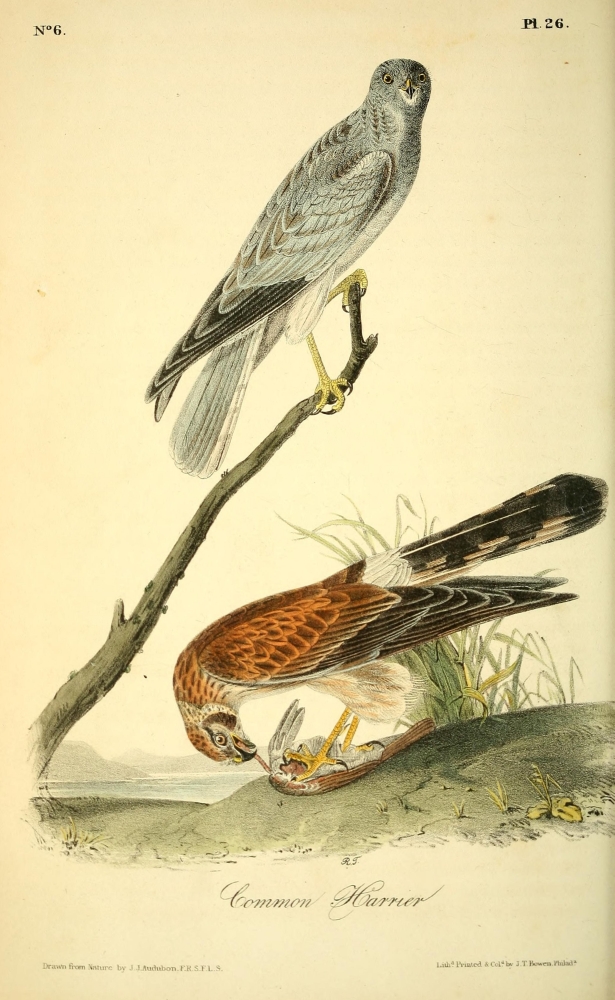 Birds Of America 18