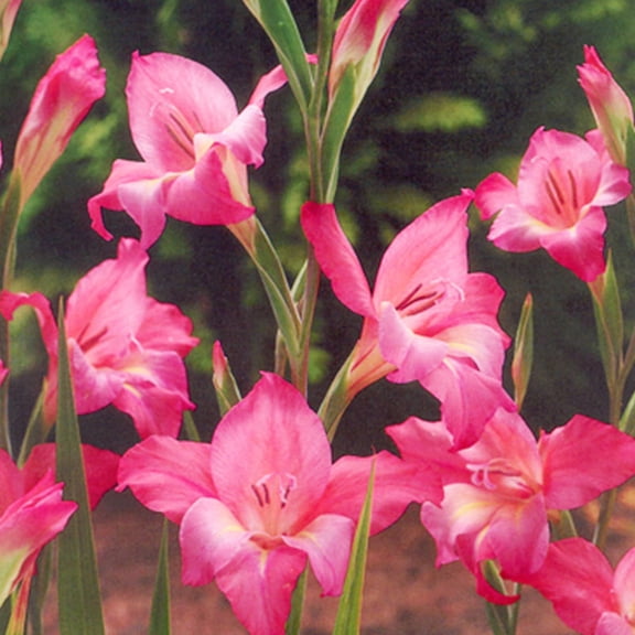 Charming Beauty Hardy Mini Gladiolus Flower Bulbs - 10 Bulbs per Pack - Attracts Butterflies and Hummingbirds - Good as Cut Flowers - Grows Well In Containers - Perennializing - Live Garden