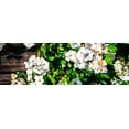 thumbnail image 2 of Hausenflock, Alan 18x9 White Modern Wood Framed Museum Art Print Titled - Climbing Wild Roses I, 2 of 4