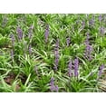 thumbnail image 3 of Classy Groundcovers, Lily Turf  'Royal Purple', Lilyturf, Border Grass, Monkey Grass (flat of 18 Pots, 3 1/4 inch square), 3 of 9
