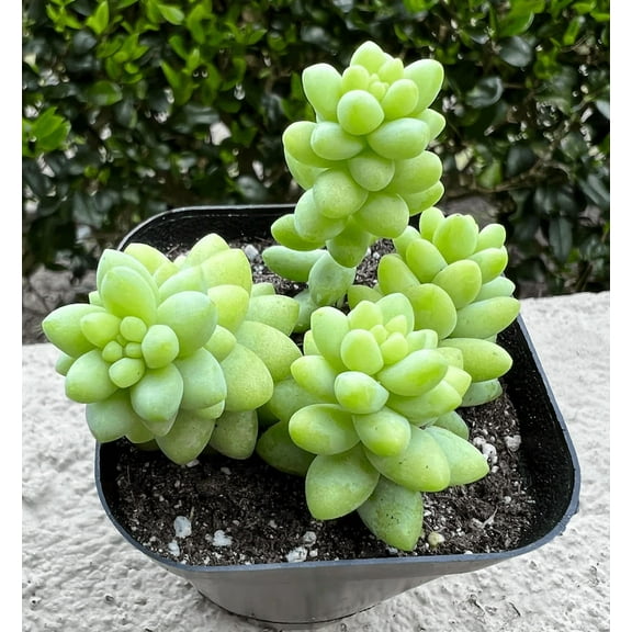 Sedum Burrito Plant Live for Planting - Donkey's Tail Plant - Burro's Tail Plant - 2 Inch Pot