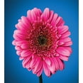 thumbnail image 2 of Ambesonne Dark Pink Duvet Cover Set, Gerbera Blossom, 2-Calking, Azure Blue Hot Pink, 2 of 6