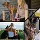 thumbnail image 5 of Correa Wolfgang Man & Beast Pequeña de Alta Resistencia para Tirones hasta 800 lbs, 5 of 6