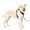 Black, variant on PetSafe Easy Walk Comfort No-Pull Dog Harness, 5 Adjustement points, Large, Blue
