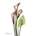 thumbnail image 2 of Calla Lily Bouquet in Pink Poster Print by Albert Koetsier, 2 of 2