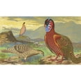 thumbnail image 2 of Thomas Waterman Wood 24x16 Black Ornate Framed Double Matted Museum Art Print Titled: Horned Pheasants (1871), 2 of 5