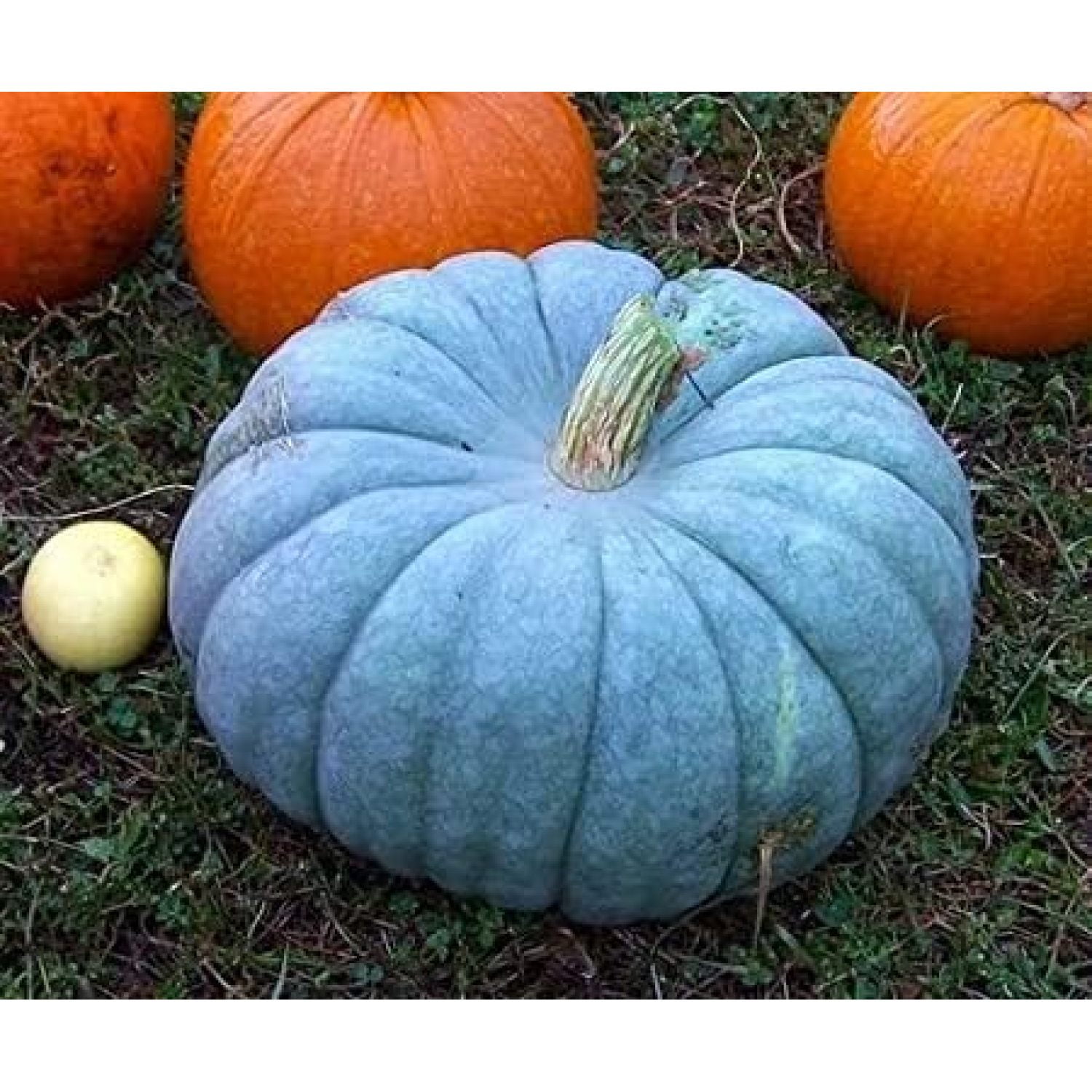 Exotic Blue Pumpkin Seeds 20 Seeds Packet Blue Jarrahdale Pumpkin Seeds