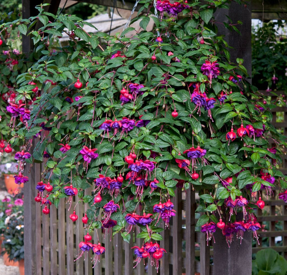 Fuchsia Dark Eyes Plants Live, Purple Pink Flower Fuchsia Plant, 4 to 6 Inches Tall, No Potted, Indoor Outdoor Gardening