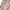 Khaki C, variant on Jamicy Girls Coats Jackets Christmas Gifts Girls Trench Coat Winter Single Breasted Dress Coat Floral Hooded Jacket Outerwear Fall Spring Clothes