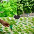 thumbnail image 4 of 5 Packs Hydroponic Herb Seed - Sage, Peppermint, Parsley, Chives, Cilantro, Basil - Full Sun Annual & More, 4 of 7