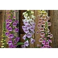 Foxglove Digitalis Giant Mix STF9 Seeds Flowers Beautiful for Planting