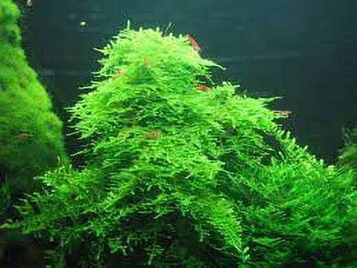 Christmas Moss "Vesicularia Montagnei" Live Aquarium Plants BUY2 GET1 FREE - image 3 of 12
