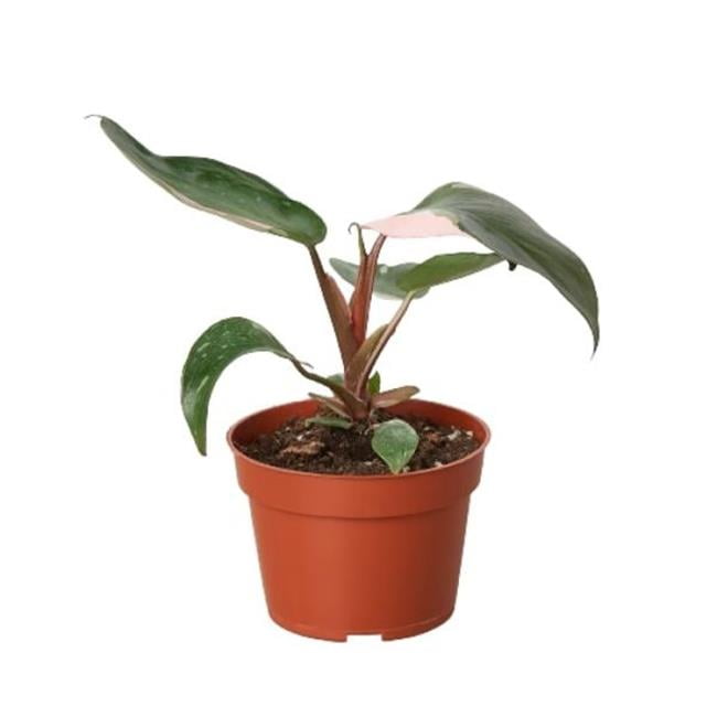 House Plant Dropship 4PHILODENDRONPINK.PRINCESS 4 in. Philodendron