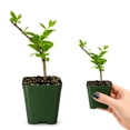 thumbnail image 3 of My Shelfie - White Fragrant Japanese Honeysuckle Vine, Starter Plant, Climbing Landscape Outdoor Garden Plant 2-Inch Pot, 1-Pack, 3 of 9