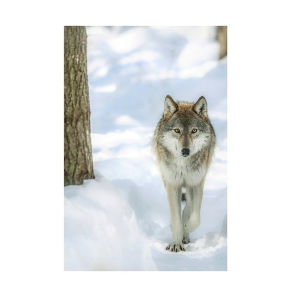 Canvas Wall Art - Carrie Ann Grippo-Pike 'Winter Wolf' Wall Art for Living Room, Bedroom, or Office Décor by Trademark Fine Art - 12 x 19 Inches