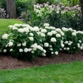 thumbnail image 2 of Brighter Blooms - Annabelle Hydrangea Shrub, 2 gal - No Shipping to AK, AZ, HI, 2 of 7
