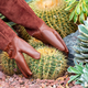 thumbnail image 5 of Lojalitet Guantes de jardinería de cuero con protección para el antebrazo, guantes largos para recortar rosas, 5 of 5