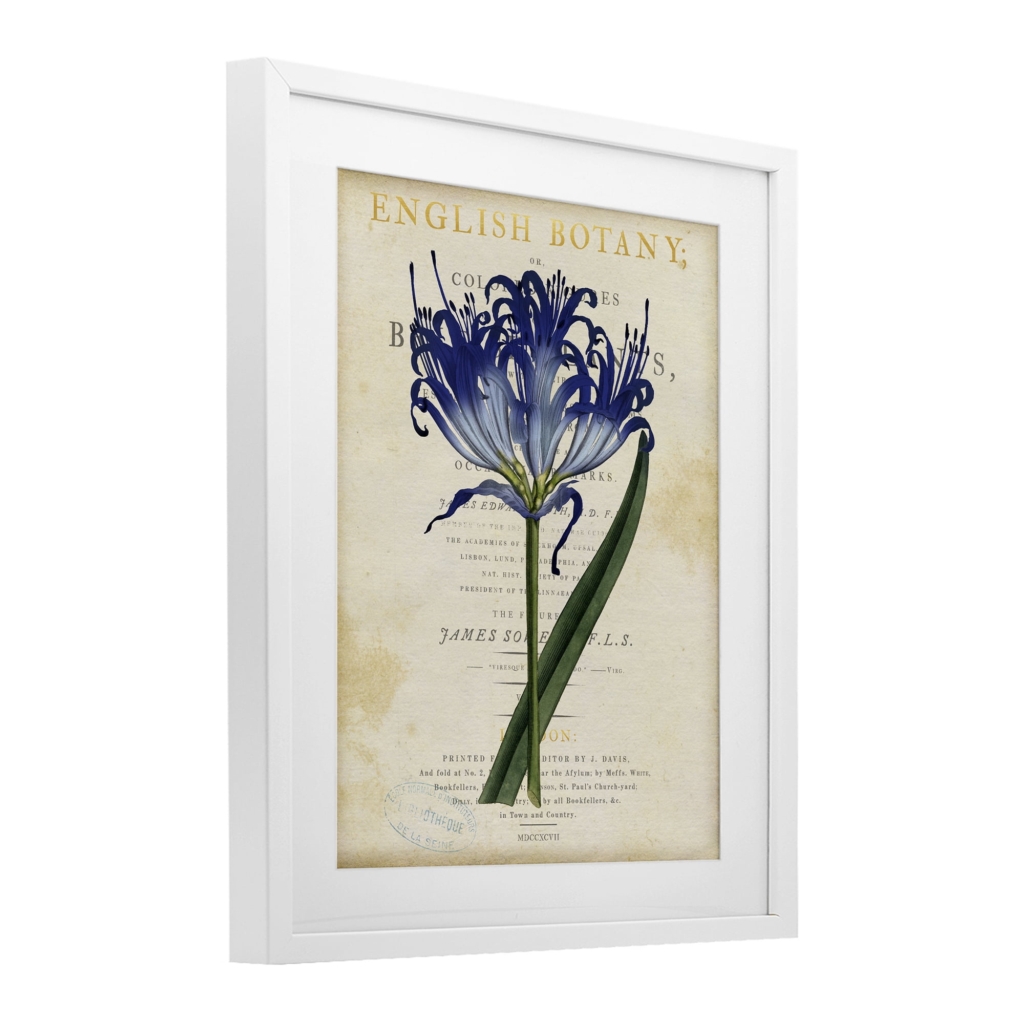 Stupell Industries English Botany Blue Floral White Framed Print Under Glass, design by Susan Arnot