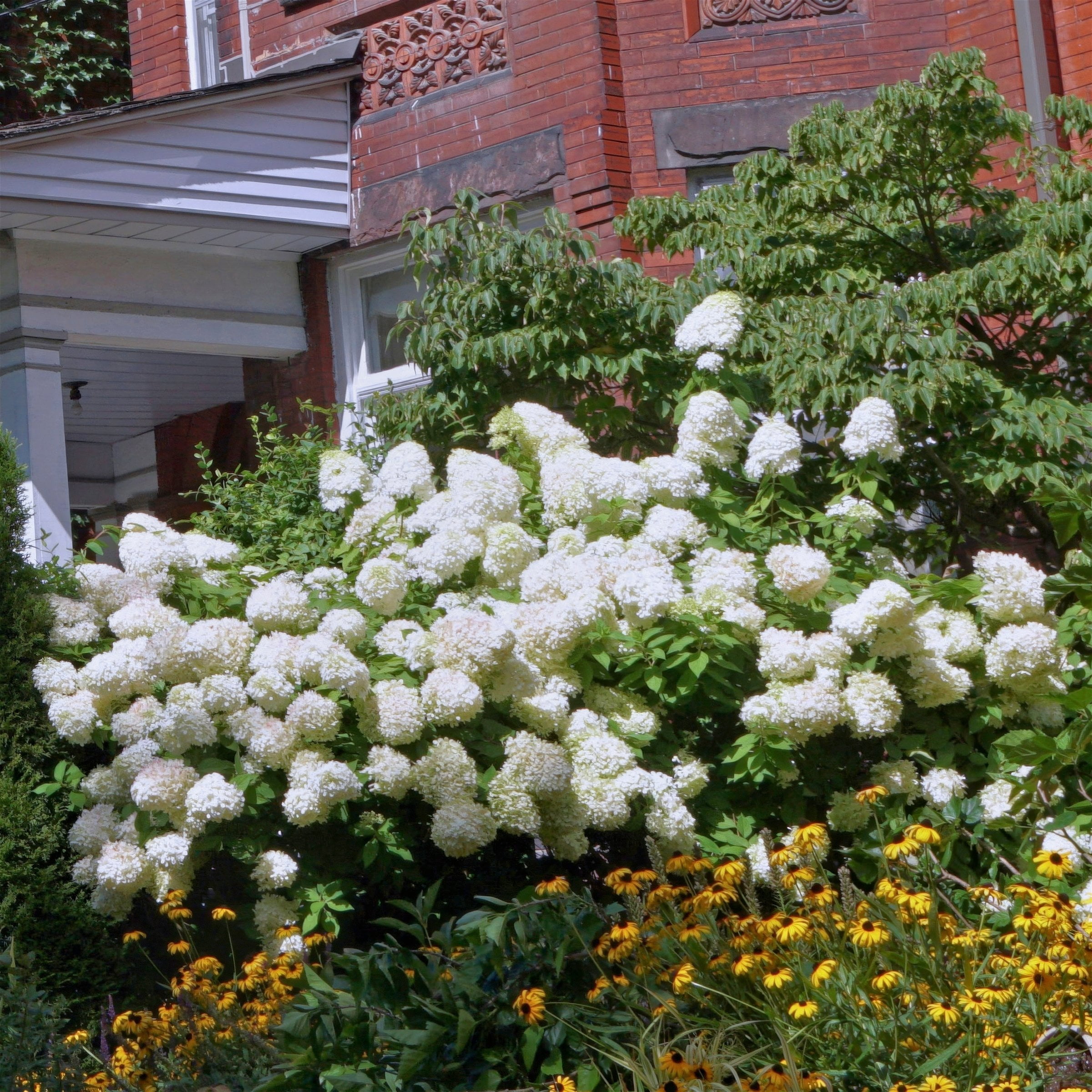 1 gal. Hydrangea Limelight Shrub with White Flowers