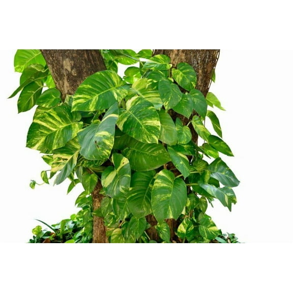 Hawaiian Pothos Plant-Variegated Indoor Houseplant-Easy Care  6" Pot