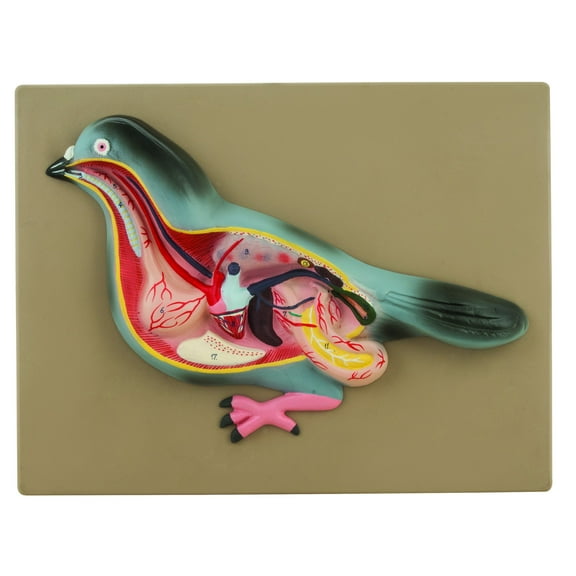 Pigeon Dissection Model - Life Size - Hand Painted - Designed by Veterinary Professionals - Eisco Labs