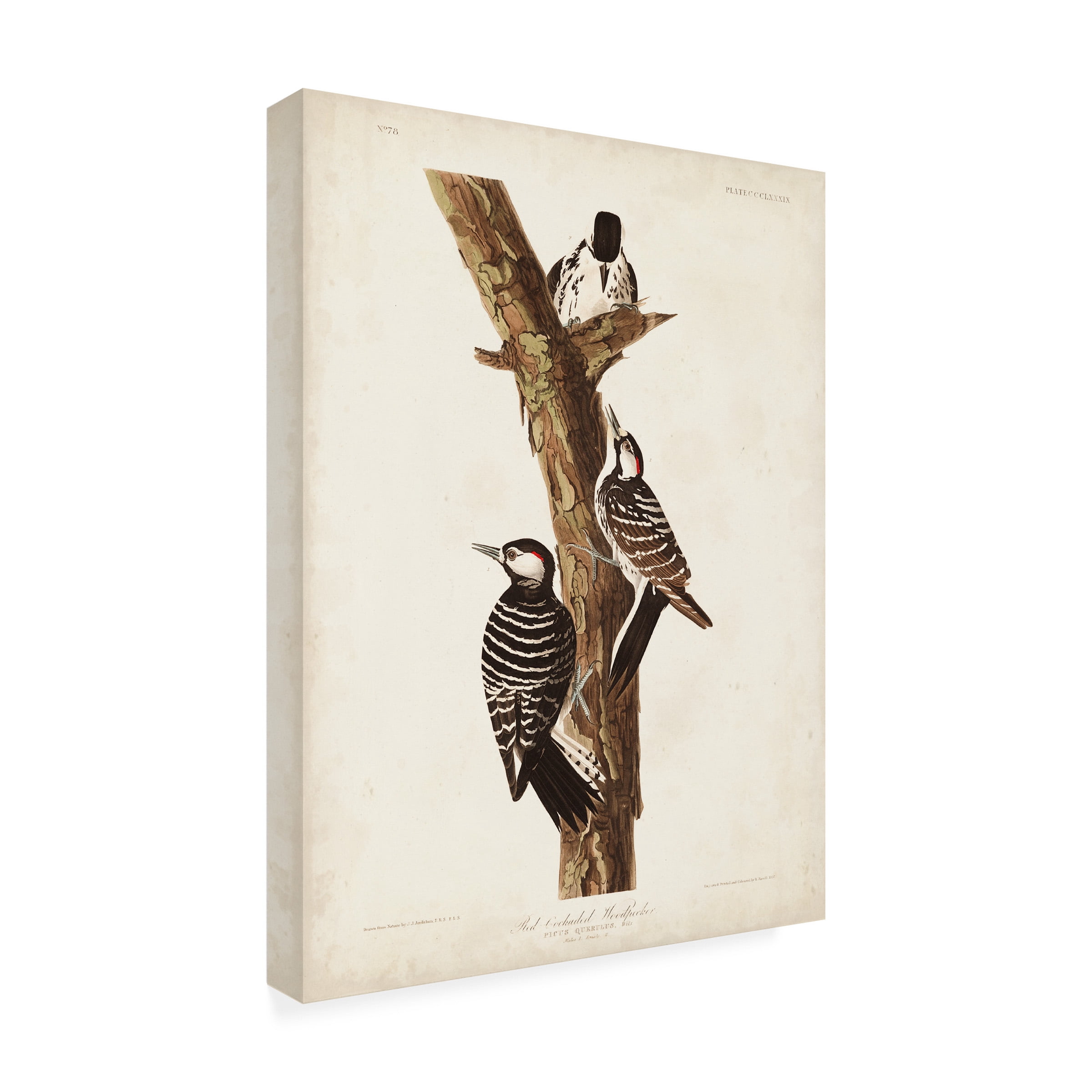 John James Audubon 'Red Cockaded Woodpecker' Canvas Art